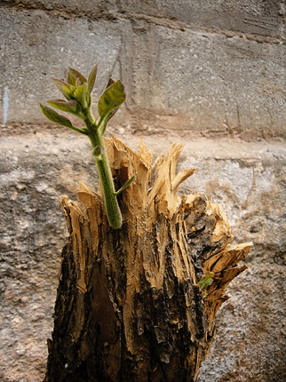 Faith and Forestry in the Central Hardwoods Region