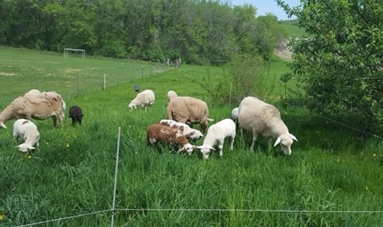 Peace of Eden Farm Incorporates Trees in Silvopasture