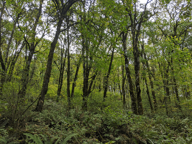 Oregon Eco-excursion: Responding to Deforestation