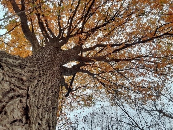 JoinTrees for Creation Care