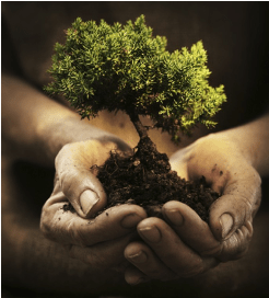 Tree planting as Christian discipleship