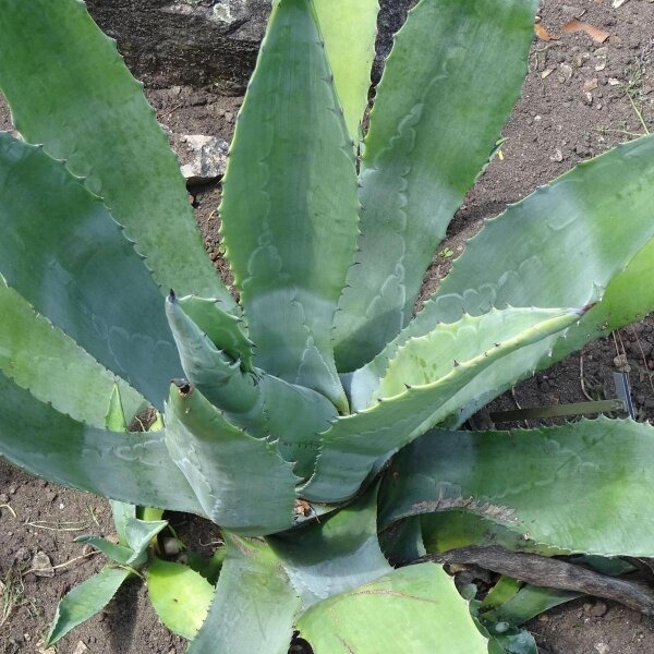 Regenerative Agriculture with Maguey